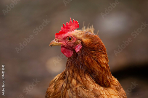 side-view of a red backyard chicken staring into the camera © Passing  Traveler