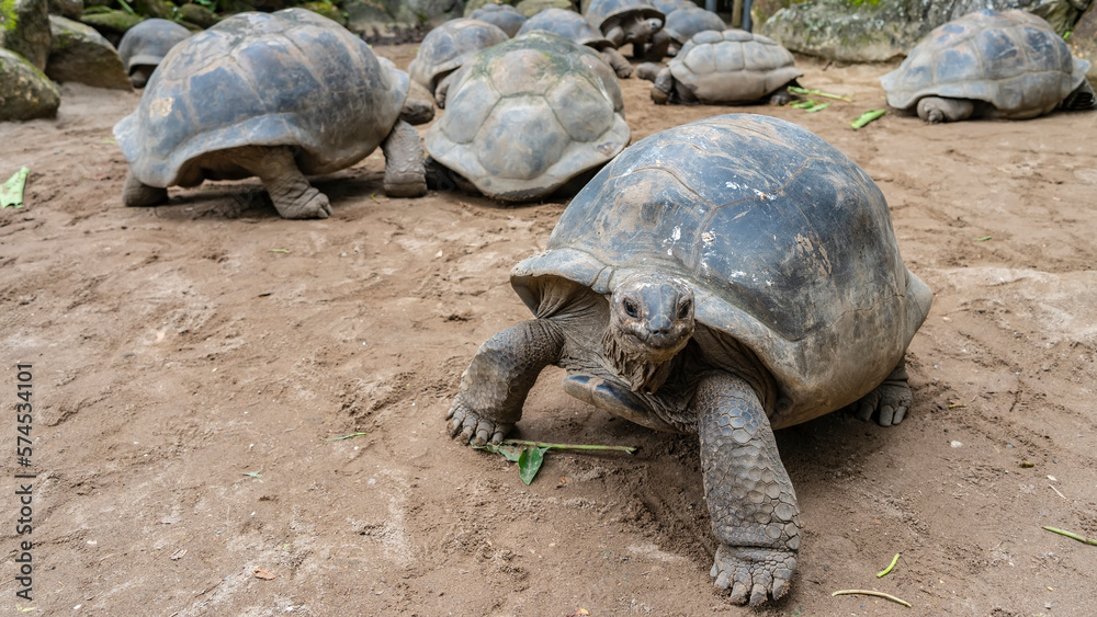 A lot of giant turtles walk in the corral. One reptile close-up. Front view. The carapace, head, eyes, scaly paws, claws are visible. The blades of grass are scattered on the ground. Seychelles A lot of giant turtles walk in the corral. One reptile close-up. Front view. The carapace, head, eyes, scaly paws, claws are visible. The blades of grass are scattered on the ground. Seychelles