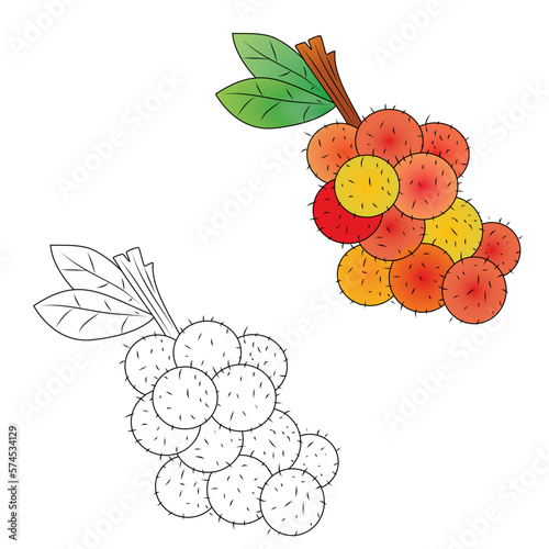 Vector illustration of rambutan fruit. Rambutan fruit is widely available in Asia, especially in tropical regions such as Southeast Asia.