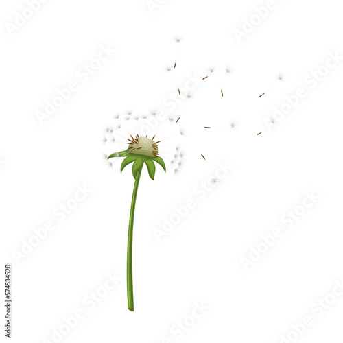 dandelion flower summer cartoon vector illustration color