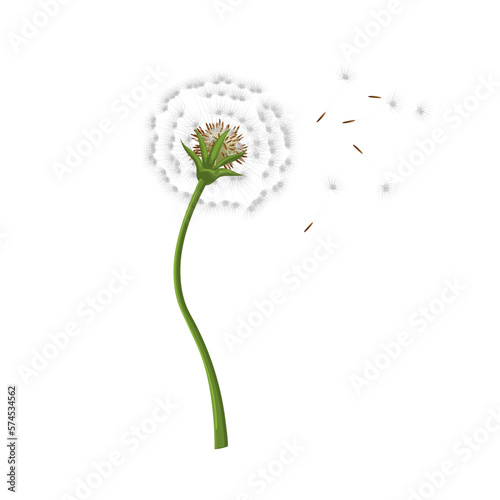 dandelion flower summer cartoon vector illustration color