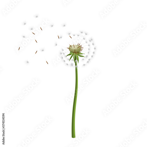 dandelion flower summer cartoon vector illustration color