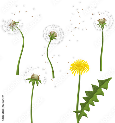 dandelion flower nature set cartoon vector illustration