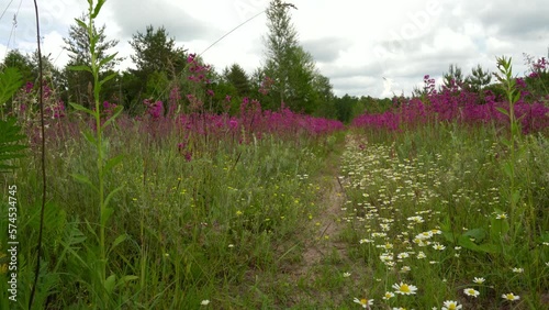 ivanchai blooms. Landscape: field of flowering Ivan-tea under photo