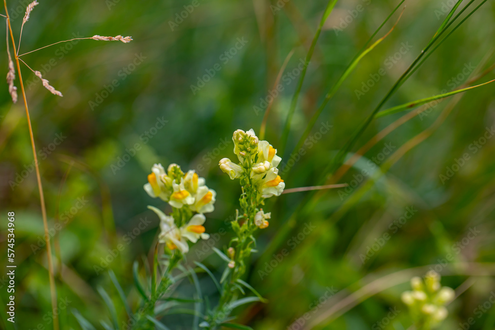 Linaria vulgaris flower growing in mountains Linaria vulgaris flower growing in mountains