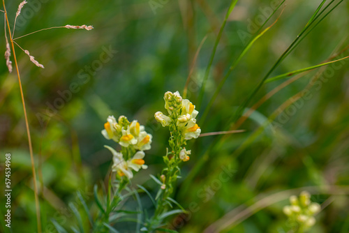 Linaria vulgaris flower growing in mountains