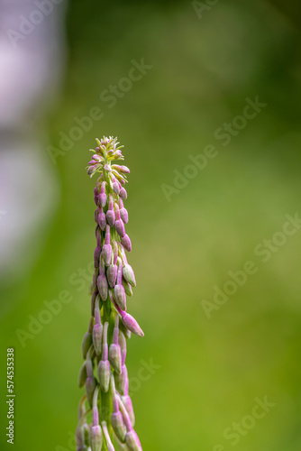 Chamaenerion angustifolium growing in mountains	 photo