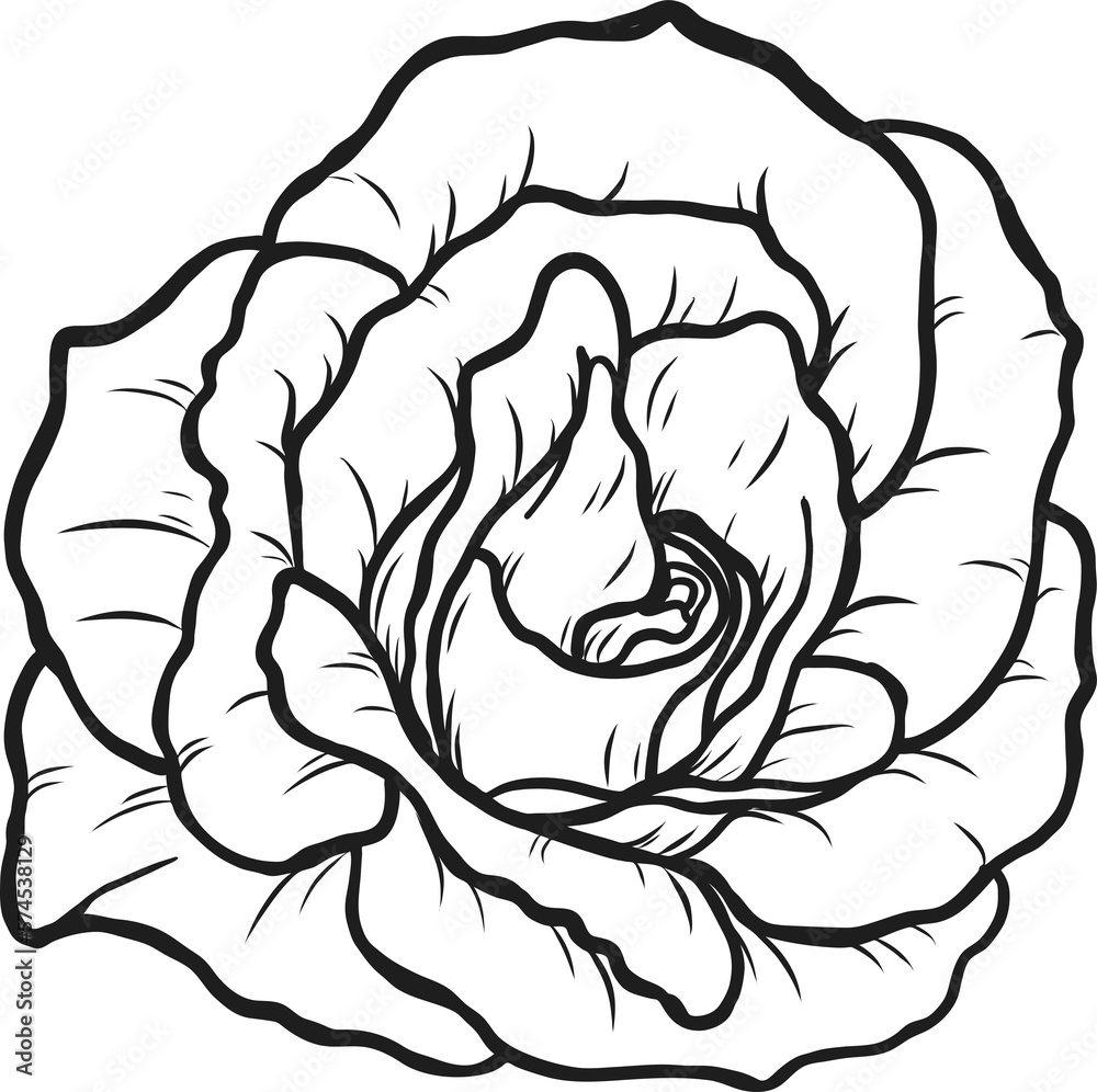 Arthur Bell rose png.Beautiful flower on transparent background. Arthur Bell rose png.Beautiful flower on transparent background.