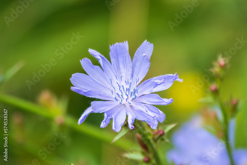 Common Chicory or Cichorium intybus flower blossoms on blured background