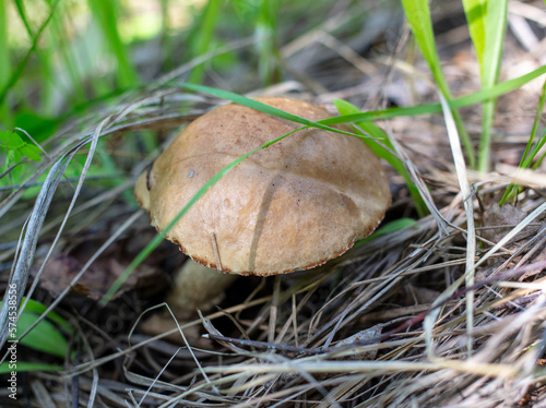 Edible mushroom boletus grows in the grass in the forest.