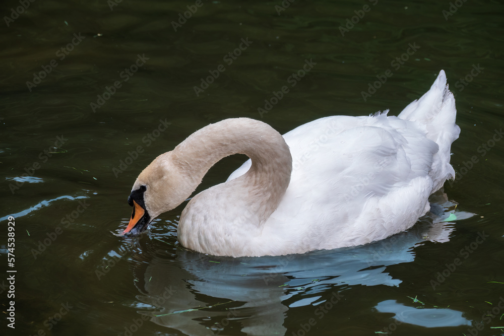 Naklejka premium A graceful white swan swimming on a lake with dark water. The white swan is reflected in the water