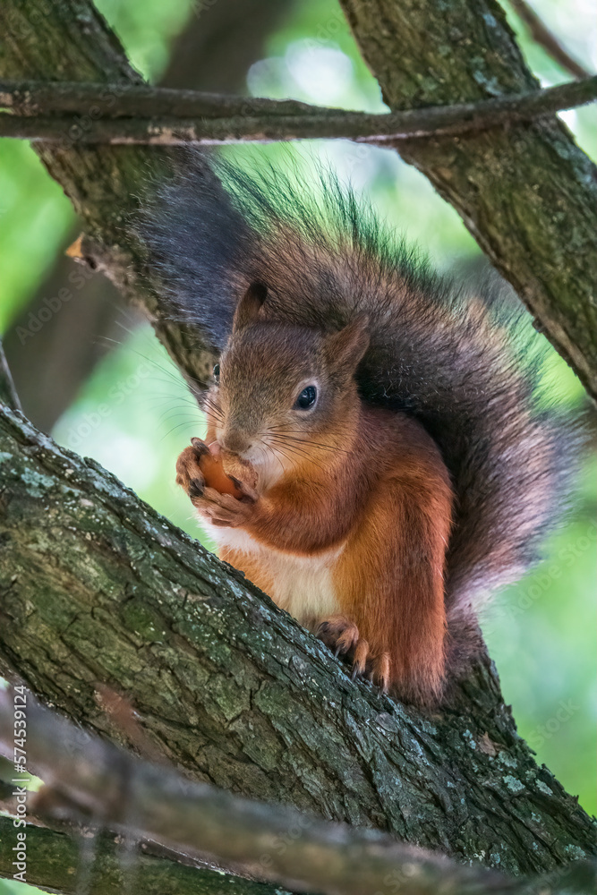 The squirrel with nut sits on a branches in the spring or summer. The squirrel with nut sits on a branches in the spring or summer.