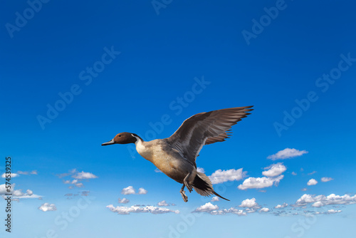 青空を背景に飛び立つ鴨1羽。背景素材