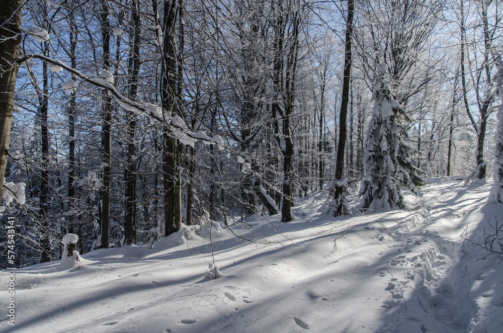 Zimowy Bieszczadzki las 