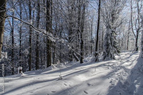 Zimowy Bieszczadzki las  © wedrownik52