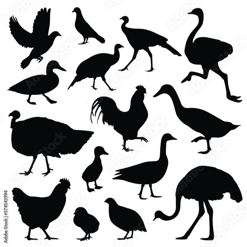 Big set vector illustration of farm animal bird silhouette isolated in white transparent background. Black and white character. 