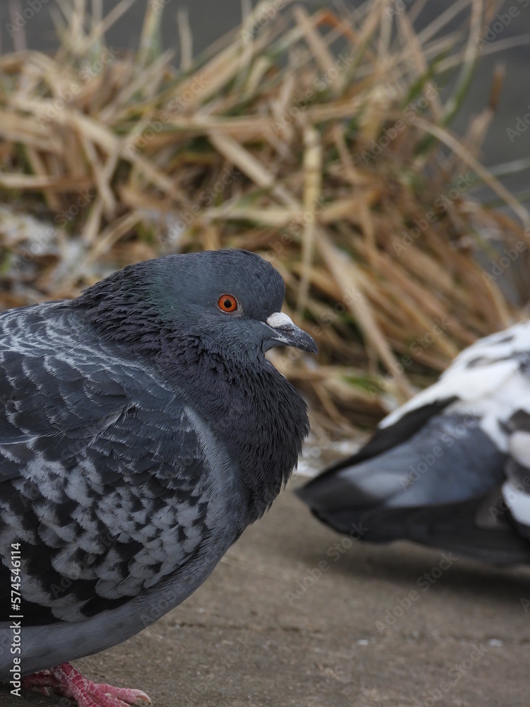 Obraz premium pigeon on the ground