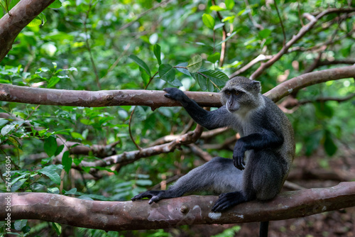 Witness the captivating beauty of the Jozani Forest in Zanzibar, a world-renowned destination that is home to some of the rarest species of monkeys in the world. © Sebastian