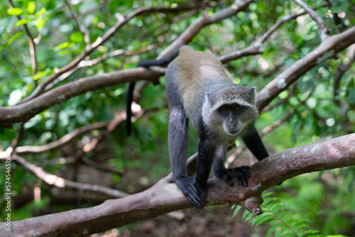 Witness the captivating beauty of the Jozani Forest in Zanzibar  a world-renowned destination that is home to some of the rarest species of monkeys in the world.