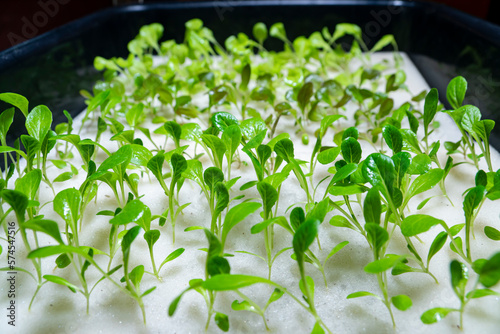 Close-up sprout of vegetables for preparing to be planted with copy space for your text, hydroponics concept.