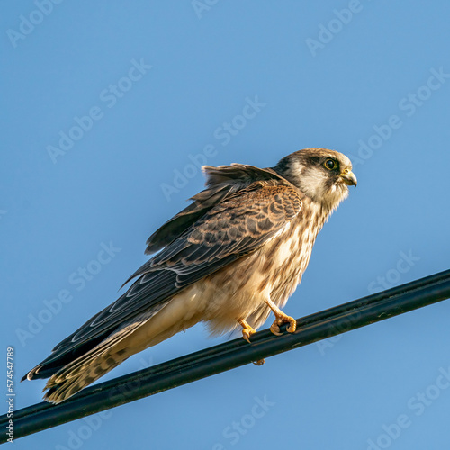 Red-footed falcon on a powerline