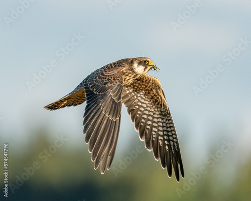 Young Red-footed falcon with grasshopper in the mouth