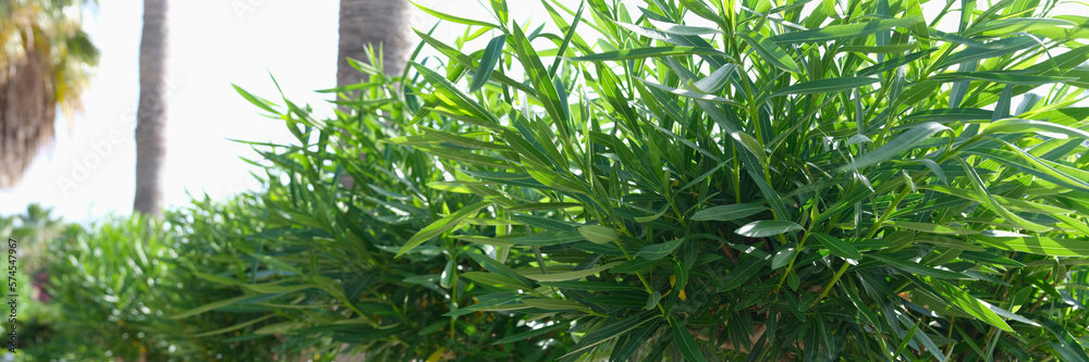 Obraz premium Alley of palm trees and bushes in tropical country on street