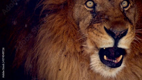 Big male lion king beautiful winter morning portrait at heavy snowfall, Southwest African lion close look with blurred snowflakes filmed on high quality high speed camera nikon z9 