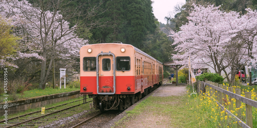 桜と電車と駅のプラットフォーム 小湊鉄道・月崎駅 Train at railway station platform with cherry trees in spring, Chiba, Japan 桜と電車と駅のプラットフォーム 小湊鉄道・月崎駅 Train at railway station platform with cherry trees in spring, Chiba, Japan