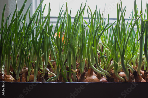 growing green onions on the windowsill