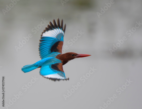 White-throated Kingfisher Flying