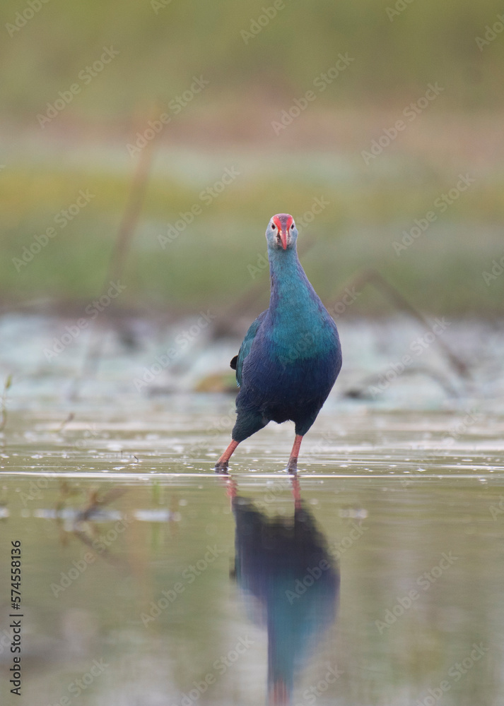 Grey-headed swamphen with reflection in Water in Morning