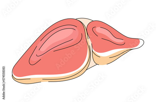 Liver icon in doddle syle. World hepatitis day concept vector. Medical illustration for website and mobile website development.