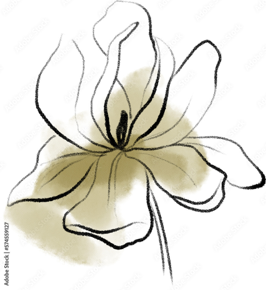 Watercolor magnolia sketch, lineart botanical drawing, flower clipart