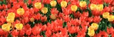Carpet of colorful tulips are sprouting up on a park lawn in a city garden. Spring flowers of red and yellow in blossoming between the grass. Springtime and warm landscape with blooming flowers