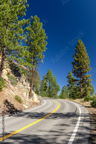 Asphalt road through forest