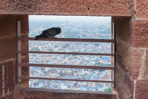 The domestic pigeon, Columba livia domestica or Columba livia forma domestica, a pigeon subspecies that was derived from the rock dove or rock pigeon. At Mehrangarh fort, Jodhpur, Rajasthan, India.