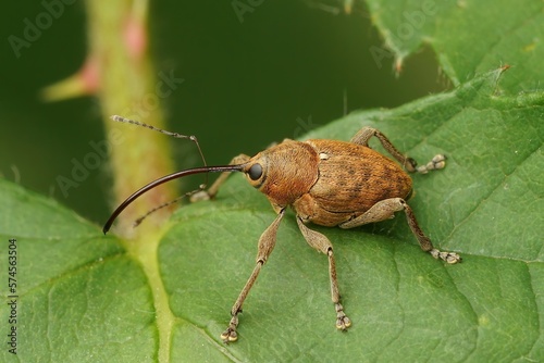 Closeup on a light brown nut weevil, Curculio nucum, sitting in green leafs photo