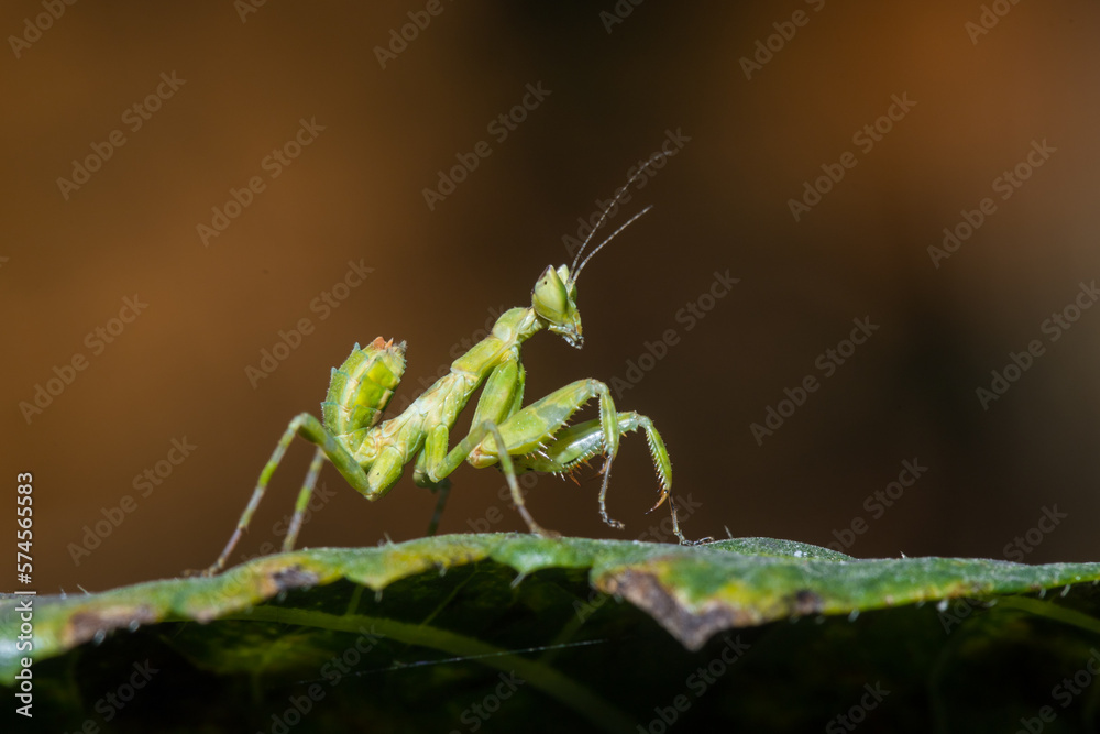 praying mantis small green beauty girl on the leaves, soft focus, selective focus, shallow depth of field. praying mantis small green beauty girl on the leaves, soft focus, selective focus, shallow depth of field.