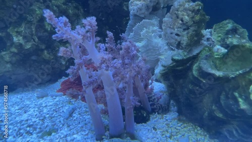 Korallen in einem Meerwasseraquarium. Korallen sind wunderschöne Tiere. Eine Capnella. photo