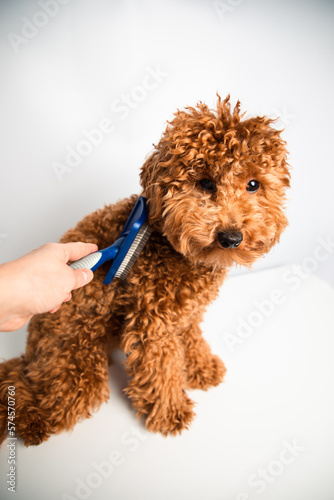 A hand combs a small red poodle on a white background. Pet care. Top view