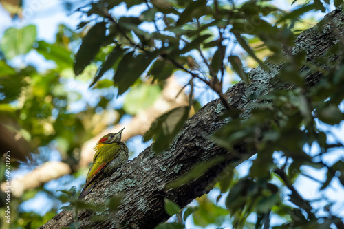 Lesser yellownape or Picus chlorolophus woodpecker bird perched on branch at foothills of himalaya forest uttarakhand india asia photo