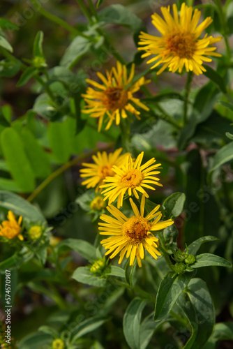 In the summer  the wild medicinal plant Inula blooms in the wild