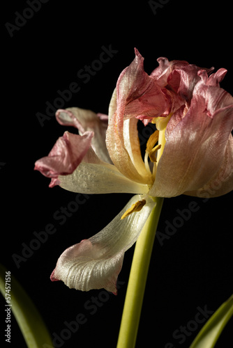 Dried pink tulip flower over dark background, with copy space. Withered flower. Concept of ageing, old, vulnerable, abandon, sad, depression, death, farewell and pain.  #574571516