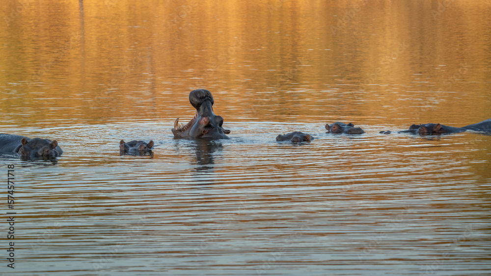 The common hippopotamus (Hippopotamus amphibius), or hippo, is a large, mostly herbivorous mammal in sub-Saharan Africa The common hippopotamus (Hippopotamus amphibius), or hippo, is a large, mostly herbivorous mammal in sub-Saharan Africa