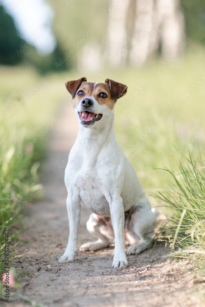 Hund, Terrier im Sommer draußen beim Spaziergang übt sitz