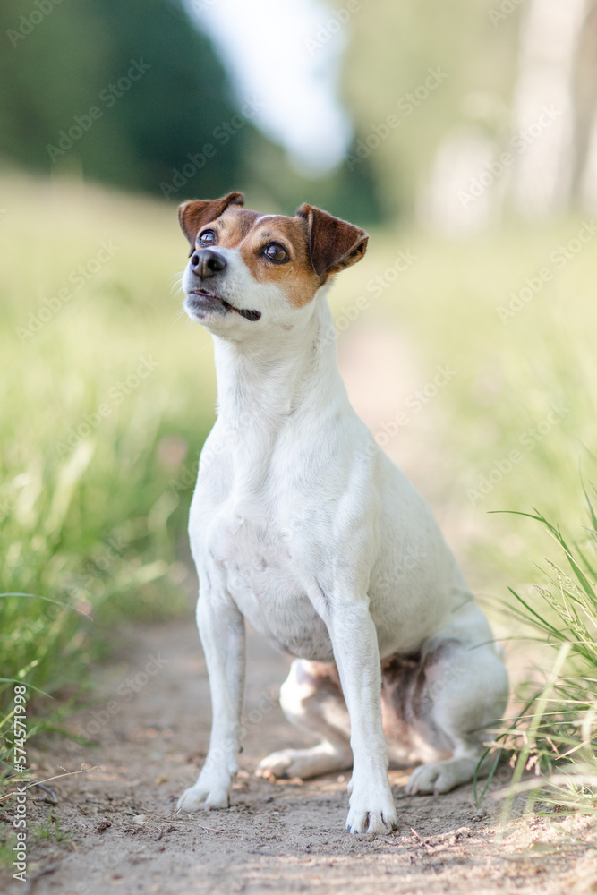 Hund,  Terrier im Sommer draußen im Gras