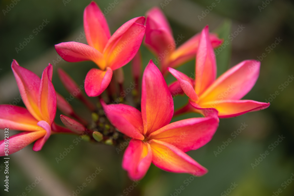 Plumeria Frangipani Tempelbaum Blüte Hawaii