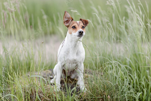 Hund, Terrier im Sommer draußen im Gras