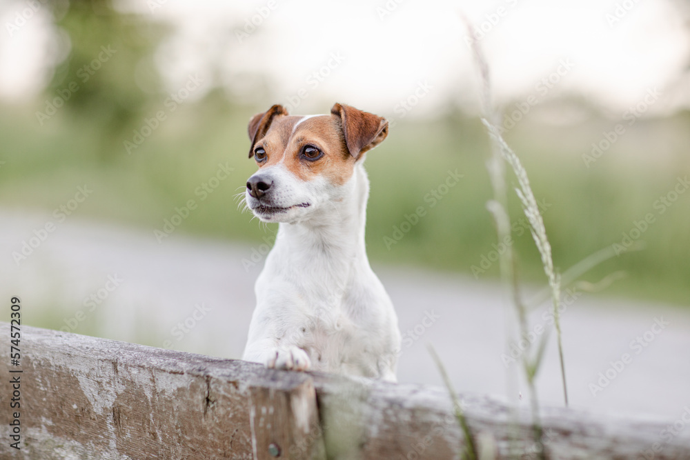 Hund, Terrier im Sommer draußen Hund, Terrier im Sommer draußen